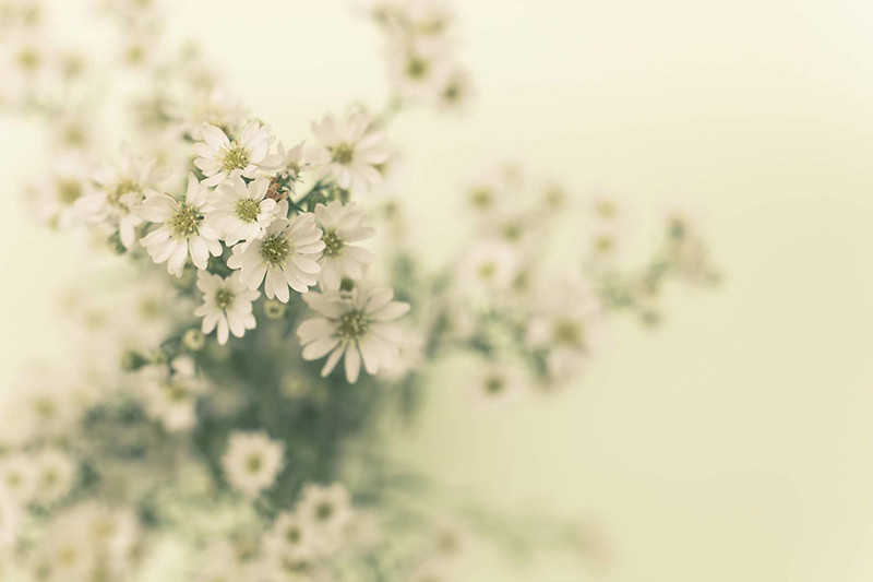 蒲郡の寺にお墓や供養に関する悩みをお知らせください